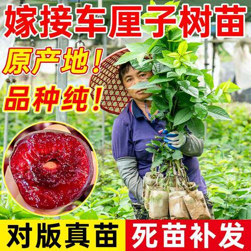 车厘子苗樱桃树苗营养杯苗包成活