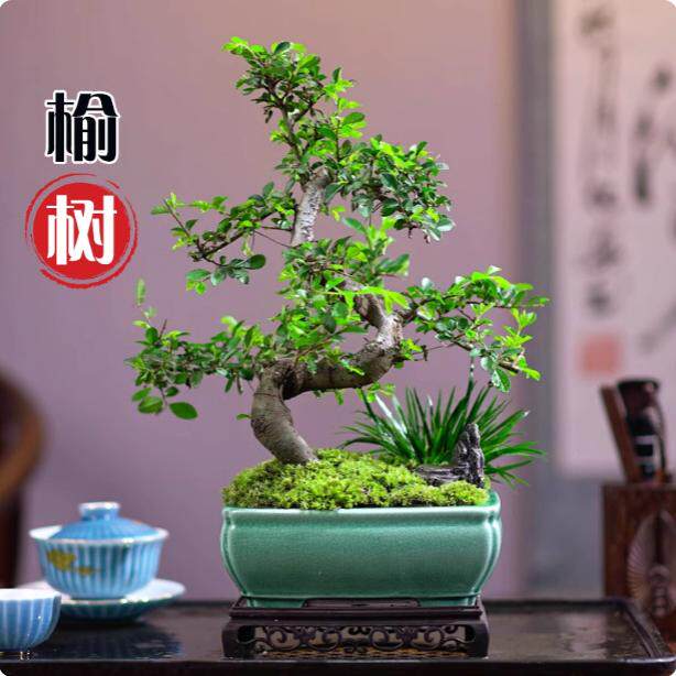 小叶榆树盆景老桩飘枝造型盆栽