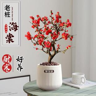 婉芳长寿冠海棠花盆栽耐寒彩玉垂丝庭院树苗老桩盆景花卉植物矮化