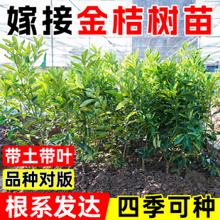 金桔树苗正宗现挖嫁接脆皮脆蜜金桔树苗南北方四季阳台种植金橘苗
