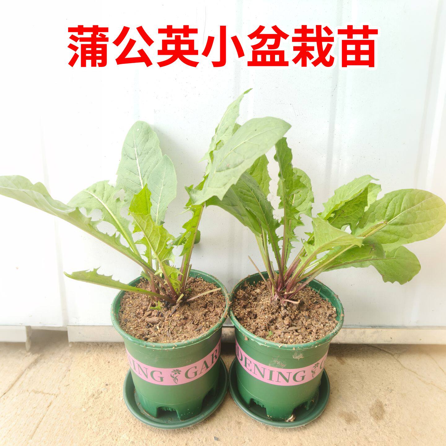 蒲公英苗药材种苗婆婆丁苗阳台盆栽苗可食用黄花地丁尿床草华花郎
