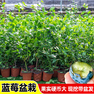 蓝莓树苗盆栽带土带叶南北方种植耐寒特大果当年结果盆栽阳台地栽