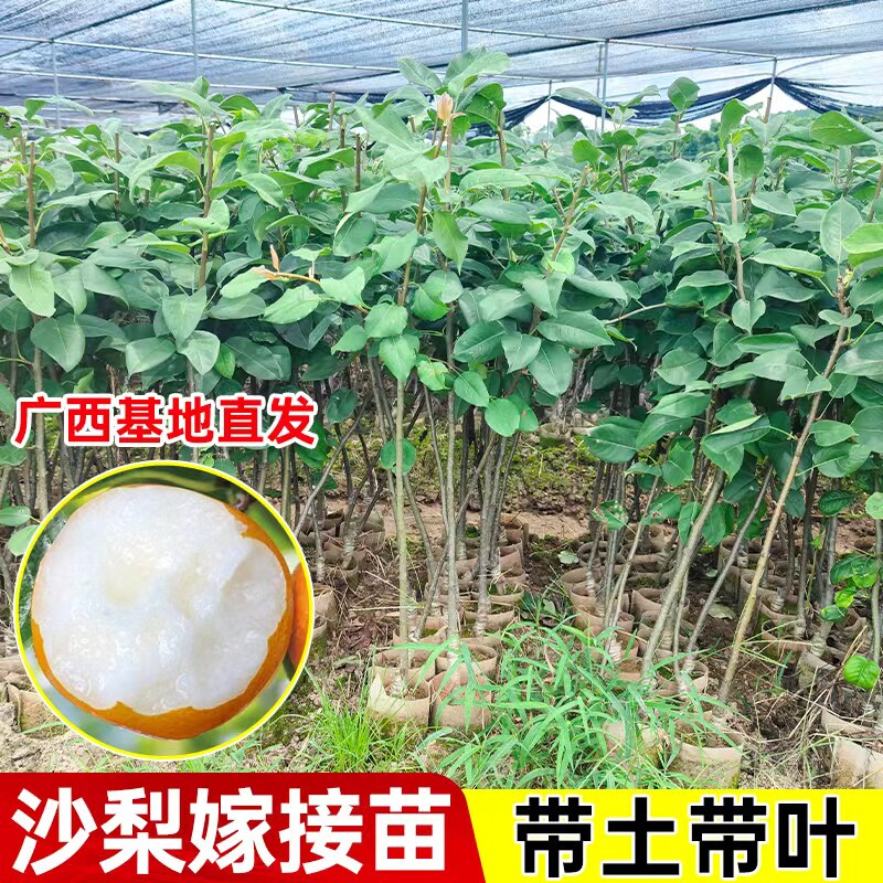 嫁接沙梨树苗庭院盆栽秋月梨果树苗山岭地栽南北方种植丰水梨果苗