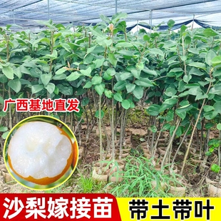 嫁接沙梨树苗庭院盆栽秋月梨果树苗山岭地栽南北方种植丰水梨果苗
