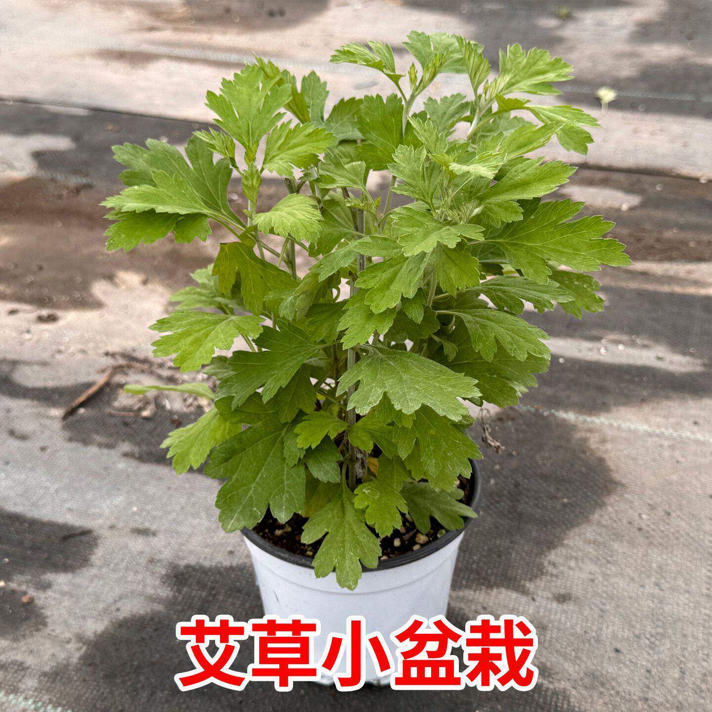 艾草盆栽端午新鲜可食用室内外阳台好养活驱蚊香中草药植物艾叶苗