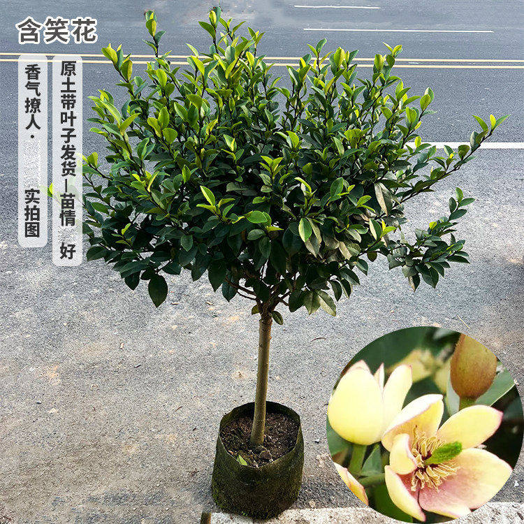 含笑花苗盆栽浓香型花卉观花植物庭院树苗含笑香蕉花芳香四季常青