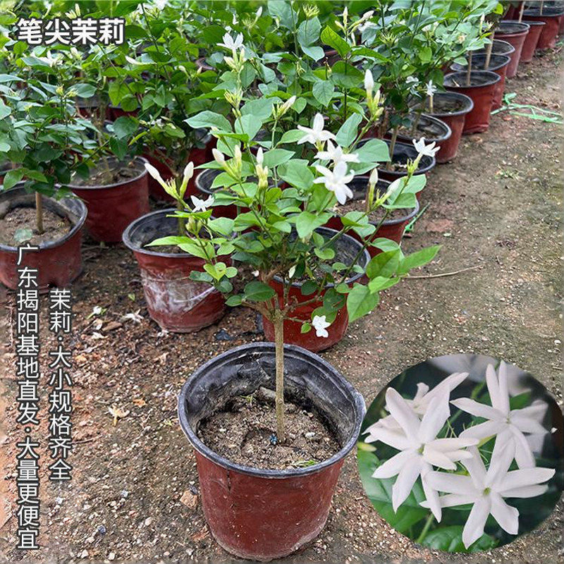 笔尖茉莉单株含盆新手易养净化