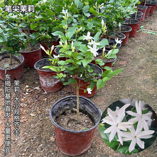 笔尖茉莉盆栽单株含盆新手易养净化空气夏季开花绿植盆栽笔尖茉莉