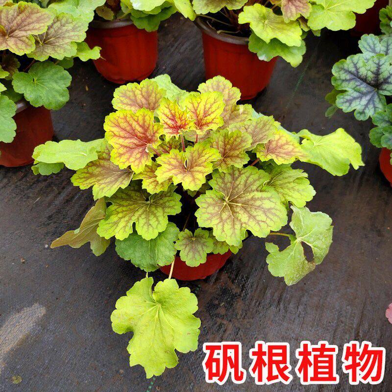 矾根盆栽花卉植物室内花苗四季常青观叶耐寒绿植庭院地被绿化花苗