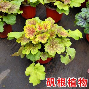 矾根盆栽花卉植物室内花苗四季常青观叶耐寒绿植庭院地被绿化花苗