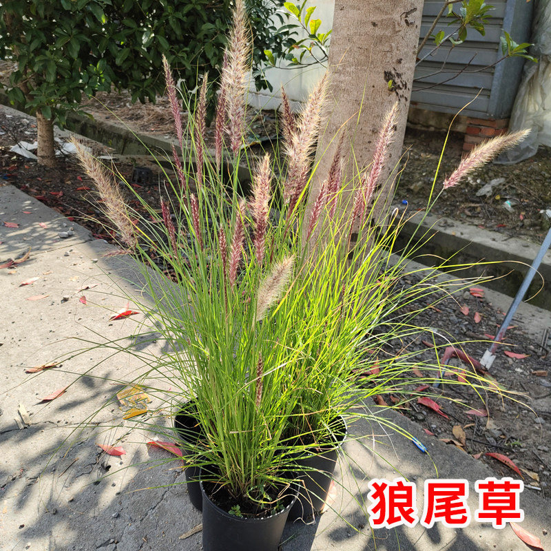 羽绒狼尾草紫穗狗尾巴草护坡观赏庭院花镜植物多年生宿根绿植盆栽