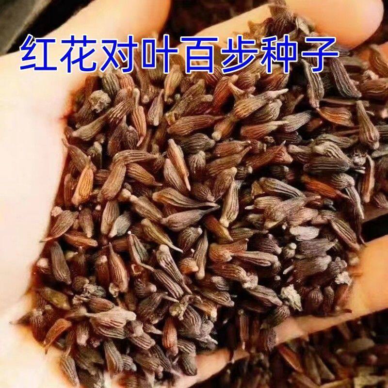 正宗新拆摘红花白花对叶百部种子高产九虫根种苗品种纯正包邮发货