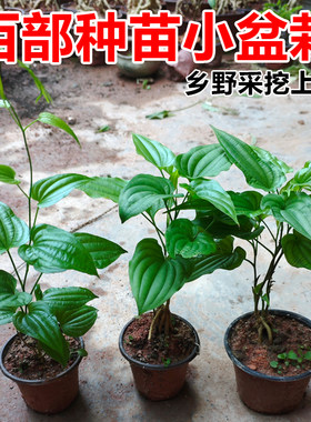 百部苗块茎种植苗百部根苗白花中药材苗百部种子红花对叶百部种苗