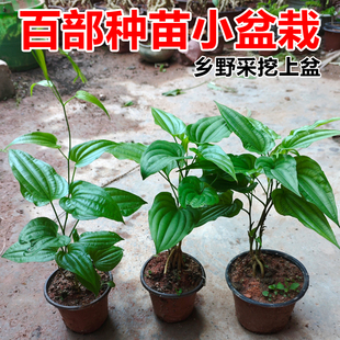 百部苗块茎种植苗百部根苗白花中药材苗百部种子红花对叶百部种苗