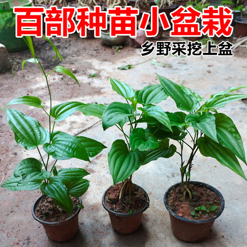 百部苗块茎种植苗百部根苗白花中药材苗百部种子红花对叶百部种苗
