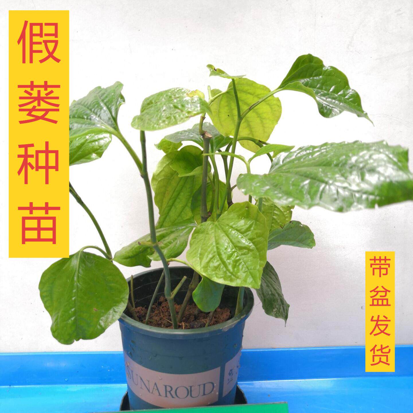 正宗假蒌盆栽蛤篓苗中药苗庭院阳台盆栽地栽带盆带土发货中药香菜