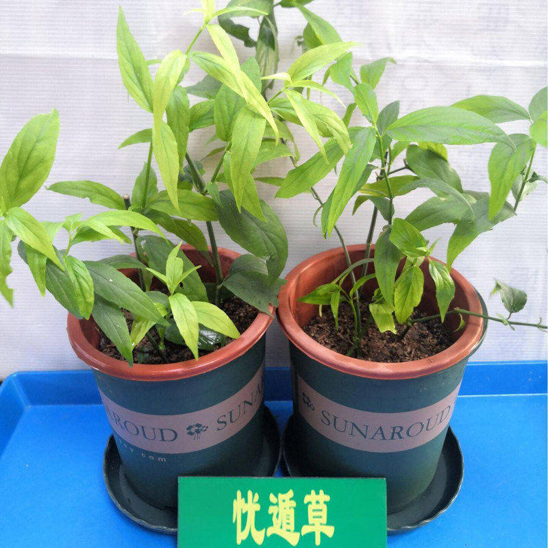 正宗忧遁草中草药树苗柔刺草青箭室内外盆栽地栽带盆发货药食两用