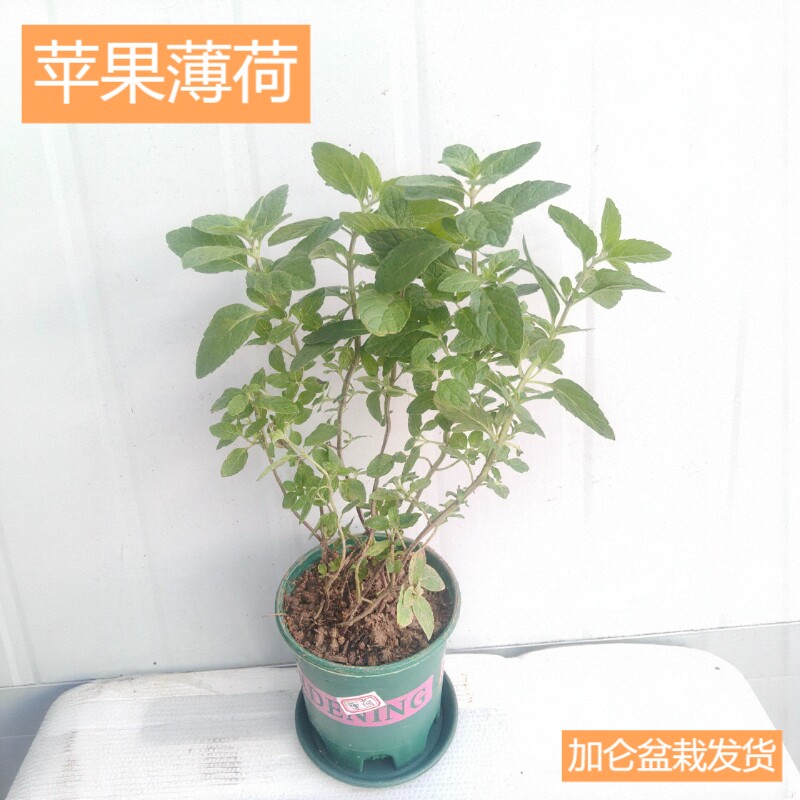 可食用苹果薄荷树苗盆栽毛茸薄荷香薄荷四季驱蚊种植小苗带盆发货
