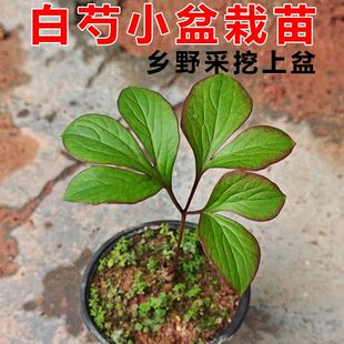 白芍种苗药用中草药材苗芍药苗白芍芽头芍药现挖正宗新鲜赤芍芽头