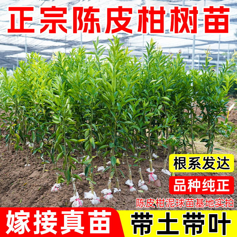 正宗新会陈皮柑树苗嫁接高产大果陈柑树苗带土带叶南北方四季种植