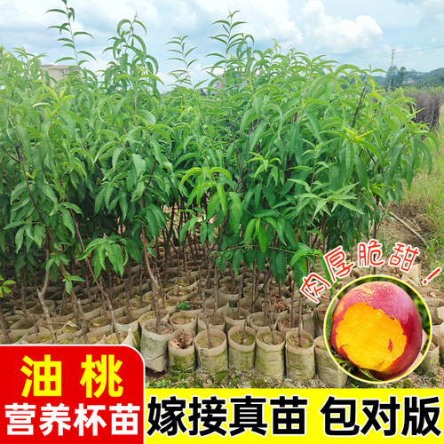 嫁接脆甜油桃水蜜桃树苗南北通栽