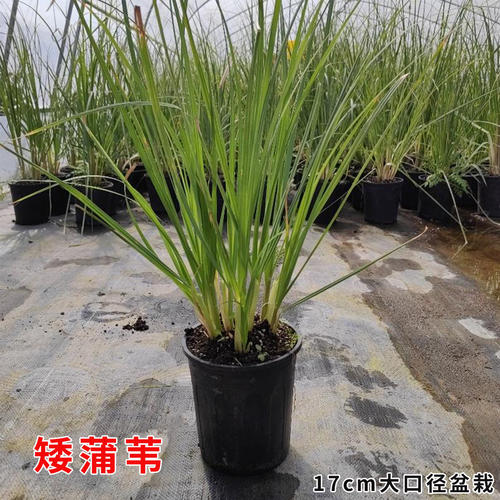 矮蒲苇花园植物盆栽阳台庭院种植花镜观赏花干花基地直发带土带叶