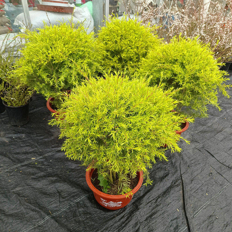黄金香柳树苗花镜植物庭院花园多年生木本植物四季青黄金香柳盆栽