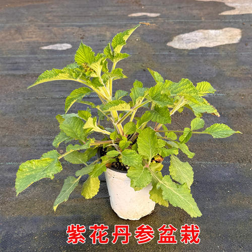紫花正品丹参盆栽中草药材丹参基地直发室外庭院阳台种植观赏盆栽