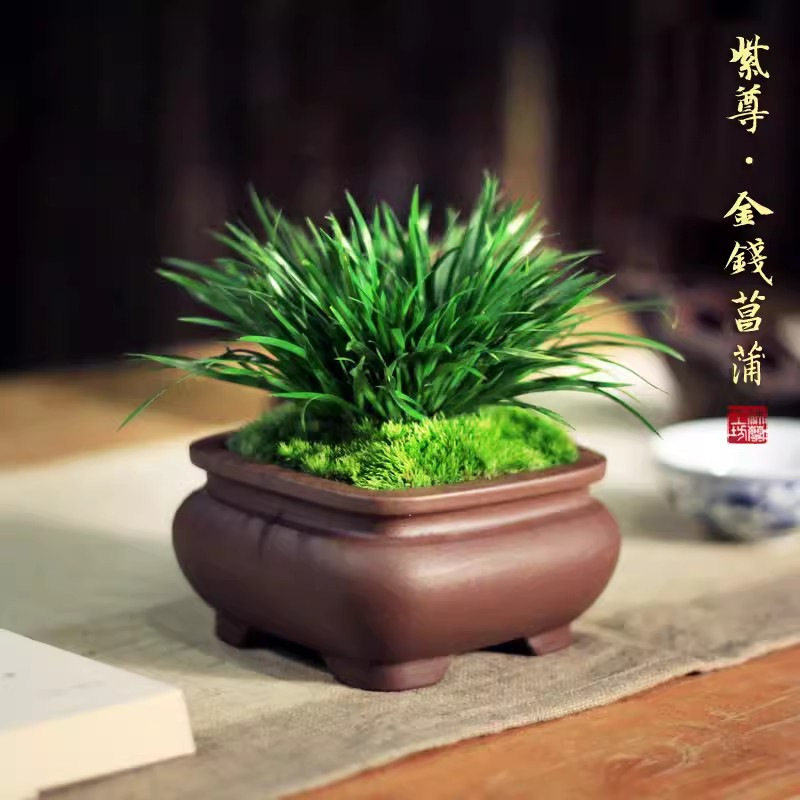 金钱菖蒲盆景小盆栽办公室茶桌