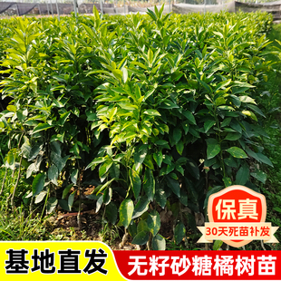 正宗砂糖橘无籽沙糖橘苗橘子树砂糖橘树苗盆栽地栽桔子树苗橘苗树