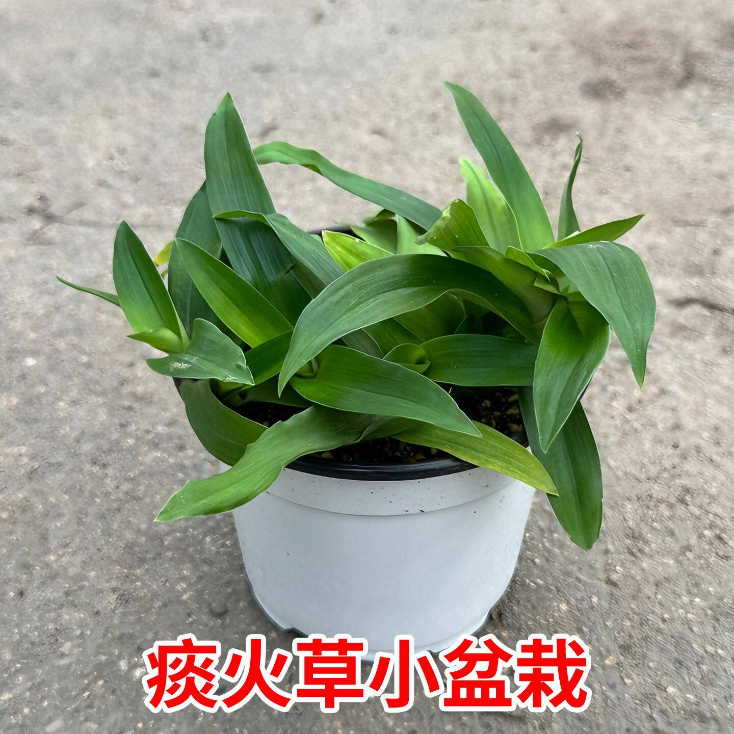 新鲜痰火草盆栽水竹叶中草药猫爪草观叶植物喉火草中草药盆栽绿植