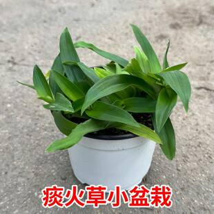 新鲜痰火草盆栽水竹叶中草药猫爪草观叶植物喉火草中草药盆栽绿植