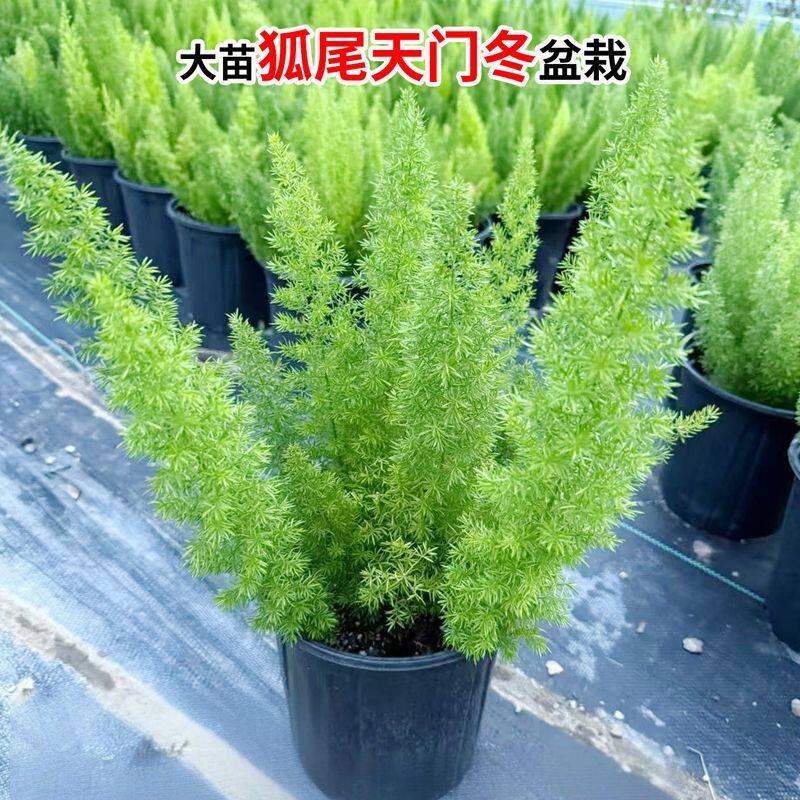 正宗狐尾天门冬盆栽绿植可药用中草药狐尾天门冬观赏植物好养造型