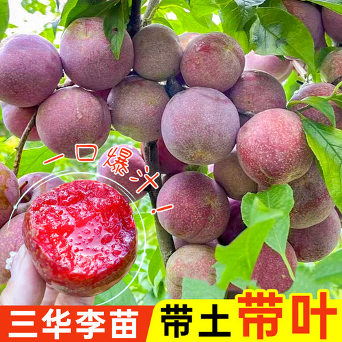 蜂糖李苗营养杯苗当年结果包成活