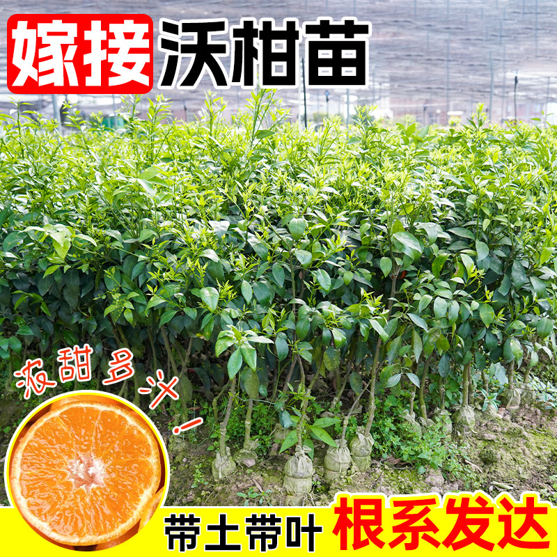 嫁接高产沃柑树苗广西沃柑苗现挖蘸泥浆无核沃柑果树苗南北方种植