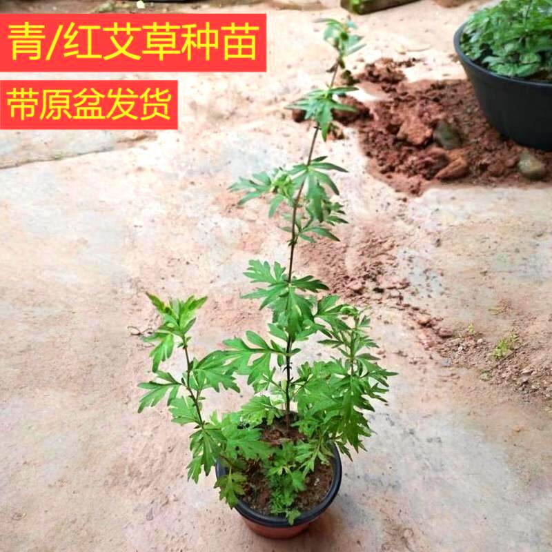 青艾草盆栽中草药苗艾蒿叶香草红艾草盆栽地栽室内外阳台庭院驱蚊