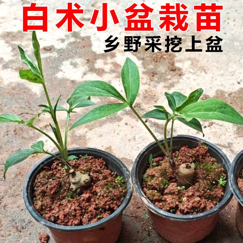 白术种苗改良中草药材苗正宗种术于术冬术苗现挖新鲜庭院阳台盆栽