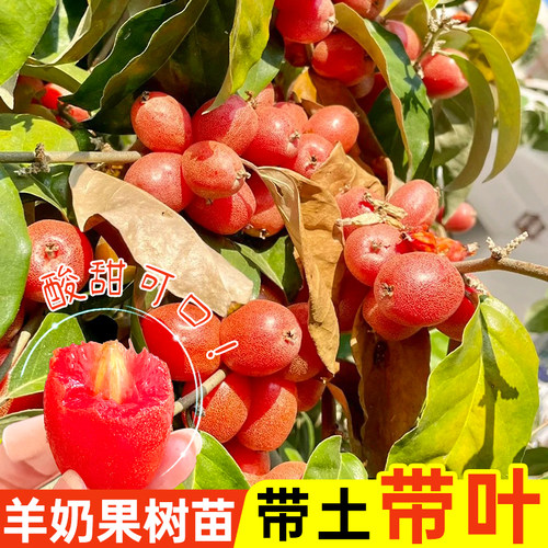 羊奶果树苗纯甜高产带土带叶