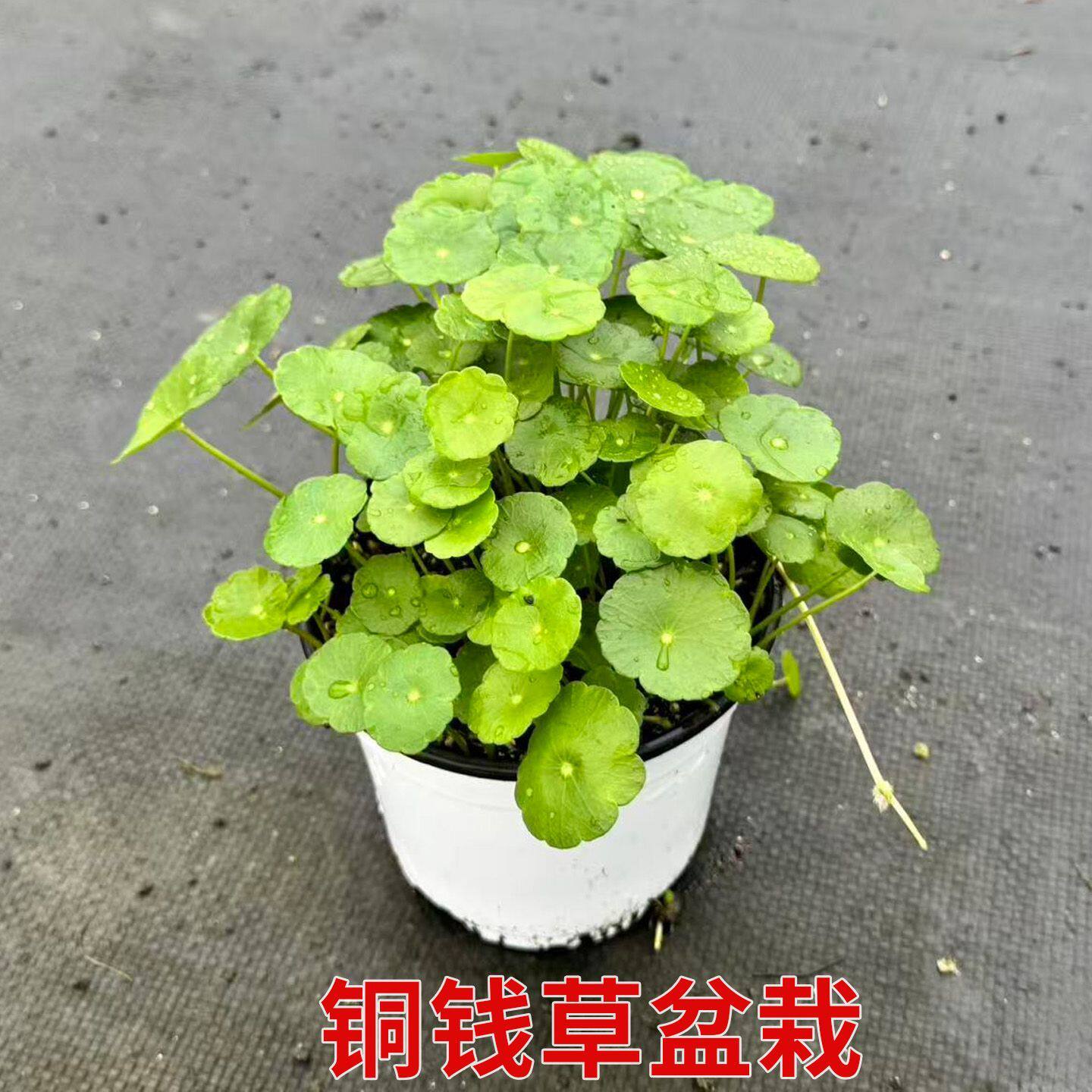 铜钱草水培植物盆栽室内小绿植花卉水养金钱草籽水生四季好养带叶