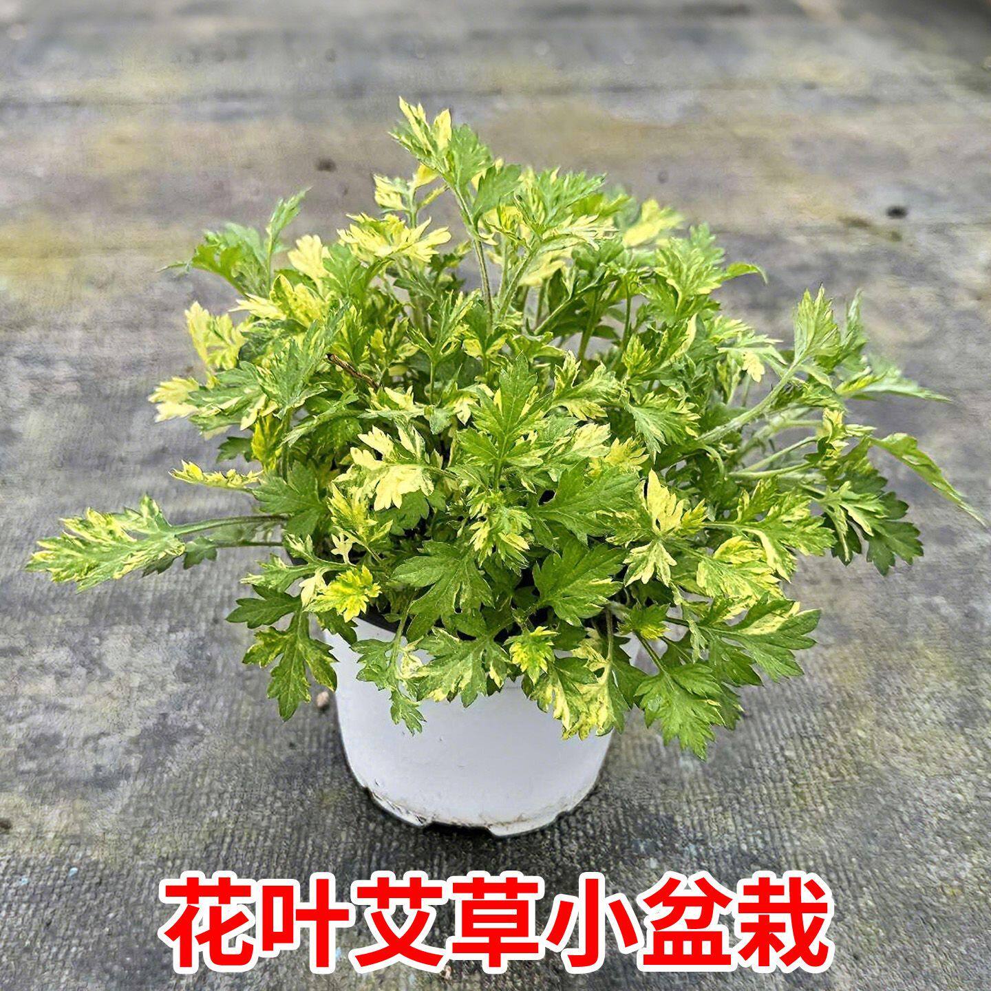 花叶艾草黄金庭院菊蒿多年生植物黄金艾耐寒耐热可食用花叶艾草香