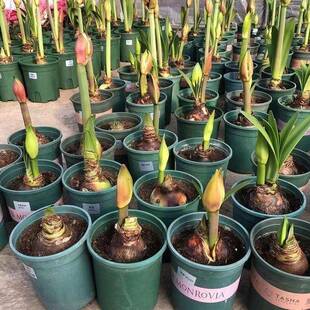 【常年开花】进口朱顶红重瓣大花盆栽植物客厅绿植花卉大全好养活