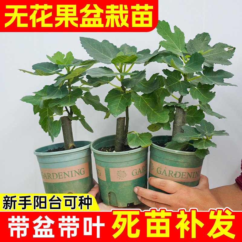 无花果果树苗树盆栽波姬红芭劳奈小树苗纯甜大果庭院阳台果树果苗