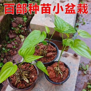 百部苗块茎种植苗百部根苗白花中药材苗百部种子红花对叶百部种苗