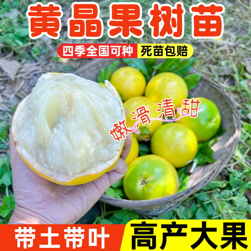 黄晶果树苗台湾冬蜜久大白金一号特大果嫁接果苗盆栽地栽带土带叶-封面