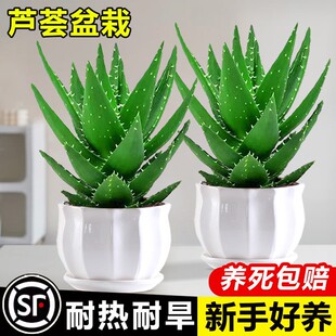 芦荟盆栽大盆室内净化空气绿植四季好养活花卉办公仙人掌多肉植物