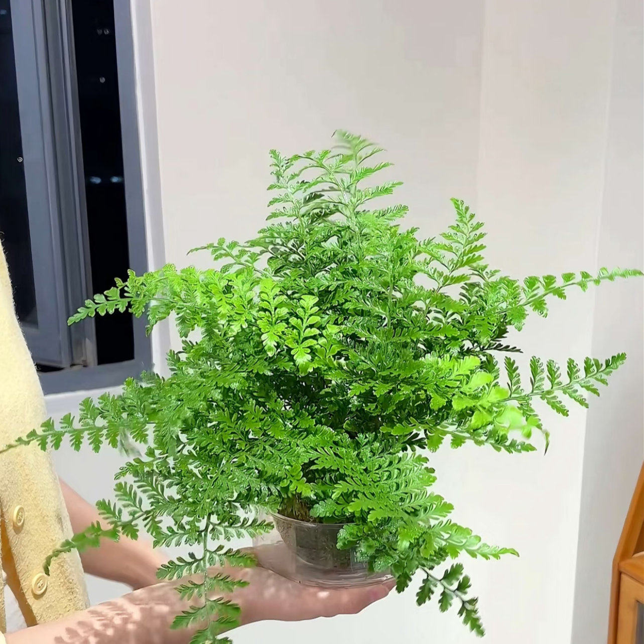 桌面解压绿植吉姆蕨玻璃苔藓盆禁止焦虑贴纸摆件
