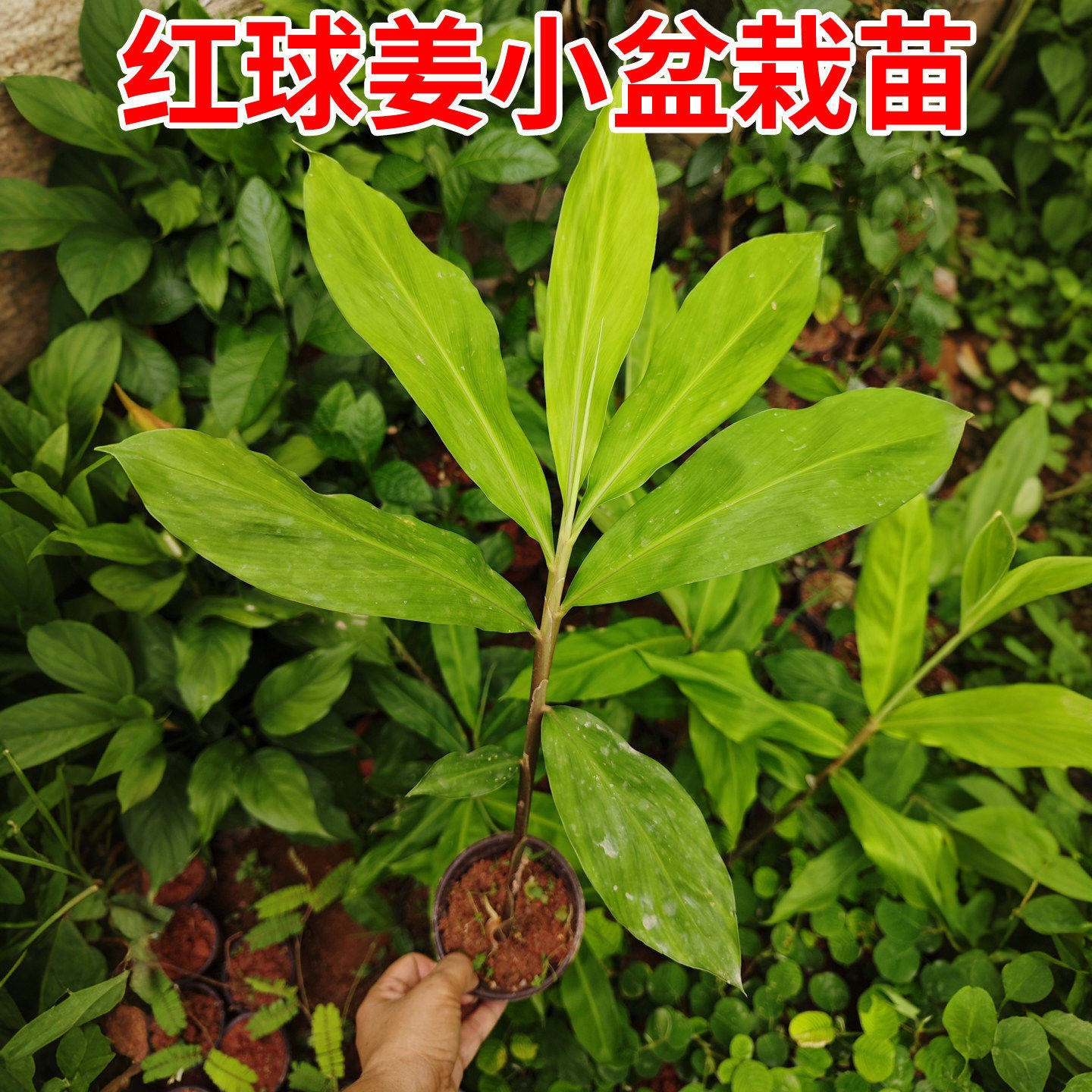 红球姜种苗中草药材红花姜头凤球姜根苗采挖三姜苗盆景耐阴易种活
