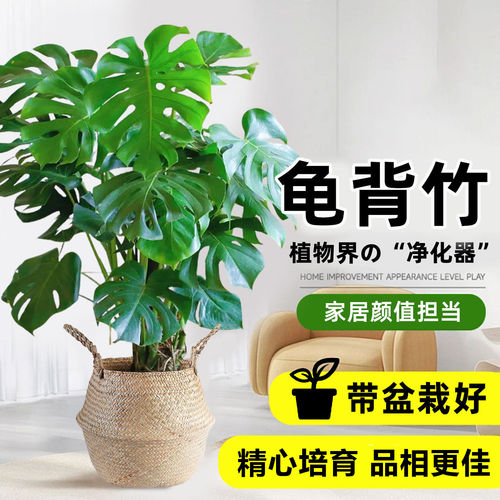 龟背竹老桩盆景室内大号盆栽办公室旺宅植物客厅摆件高端大气绿植