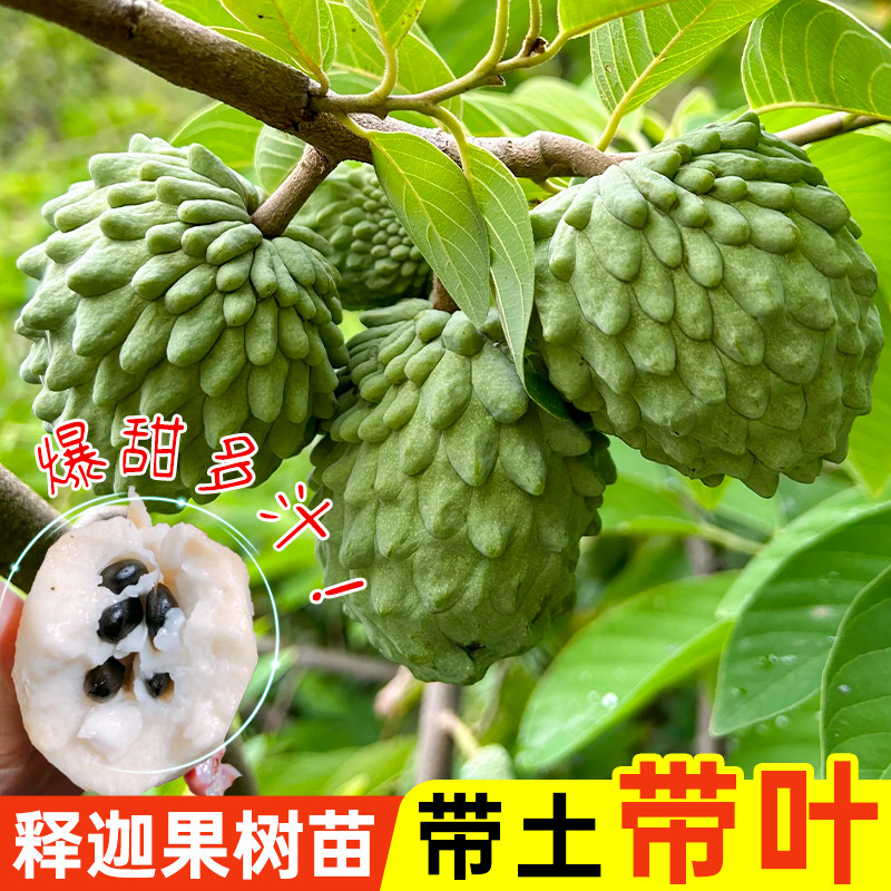 正宗凤梨释迦果树苗嫁接果苗台湾牛奶番荔枝红特大南方种植盆栽苗