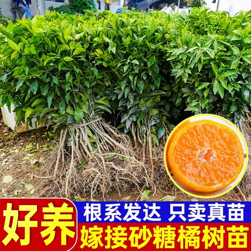 正宗嫁接无籽砂糖橘裸根苗地栽四会沙糖桔果树苗现挖现发当年结果